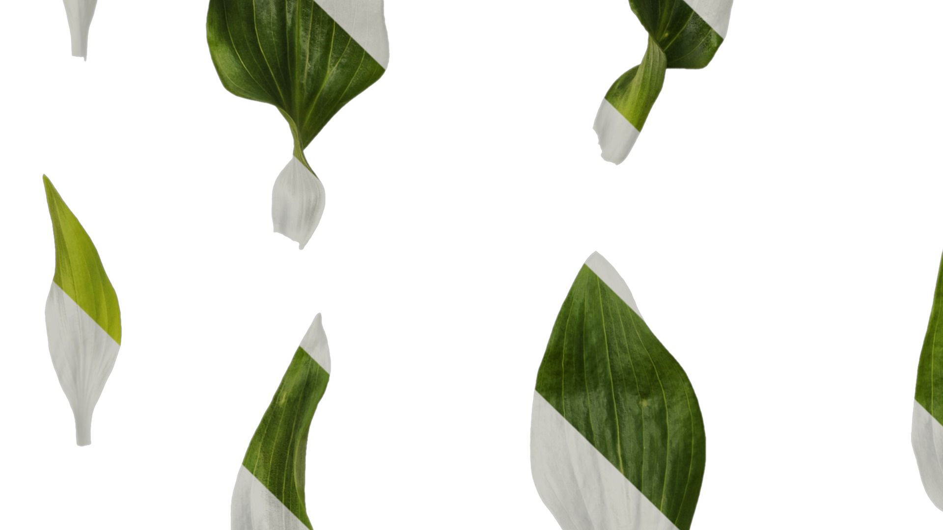 Anydrafts Alstroemeria hybrida Leaf 01 Texture_3