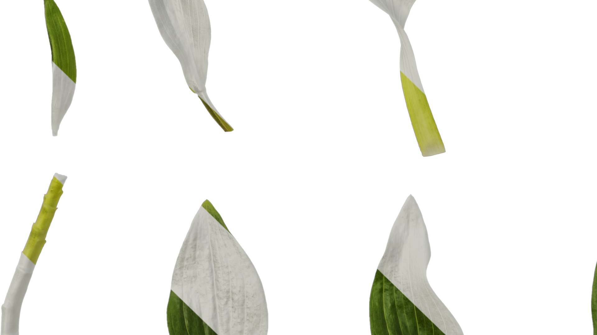 Anydrafts Alstroemeria hybrida Leaf 01 Texture_5