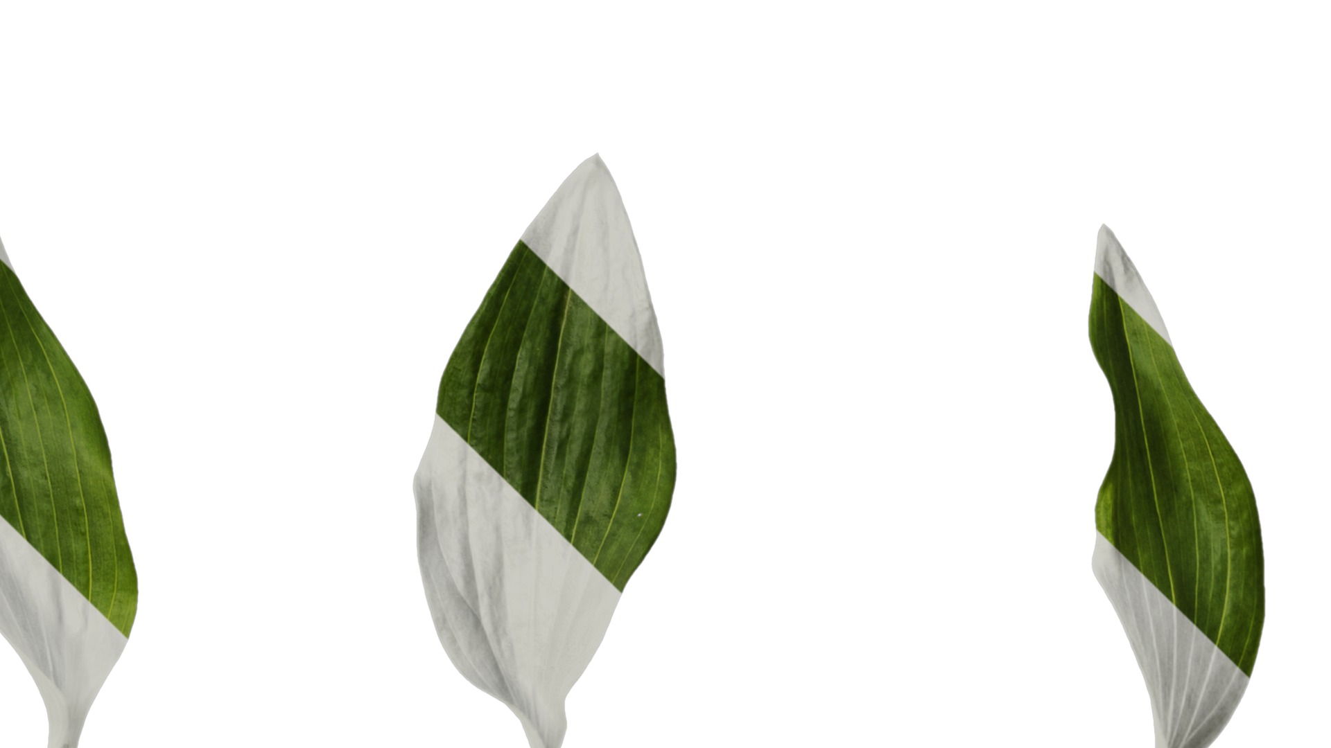 Anydrafts Alstroemeria hybrida Leaf 01 Texture_4