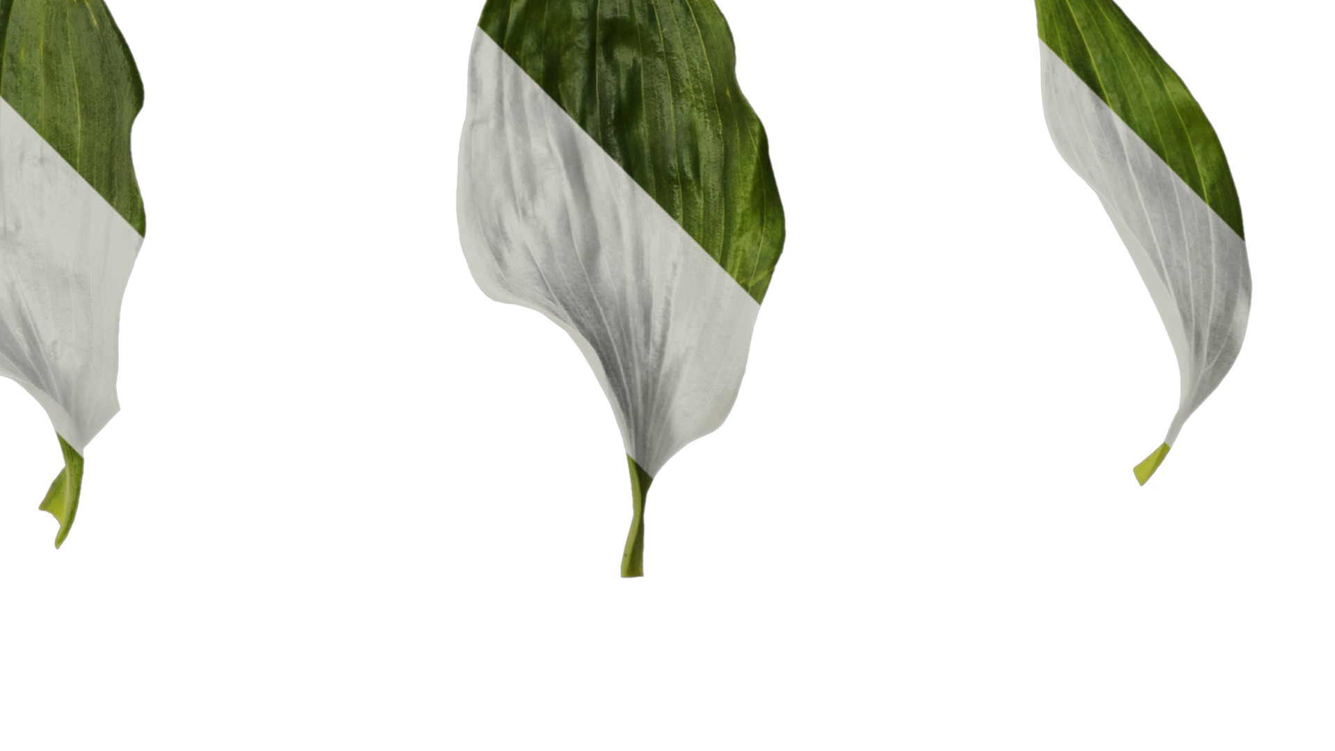 Anydrafts Alstroemeria hybrida Leaf 01 Texture_2