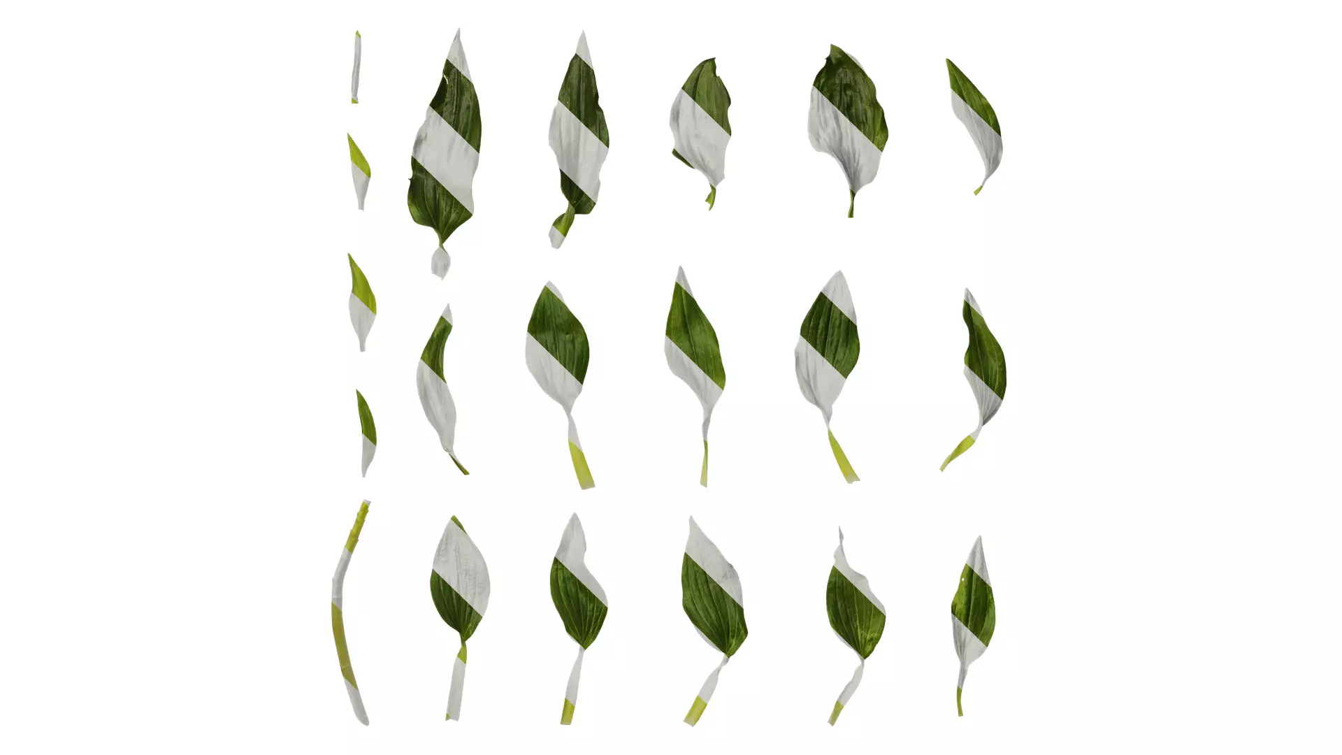 Anydrafts Alstroemeria hybrida Leaf 01 Texture_0