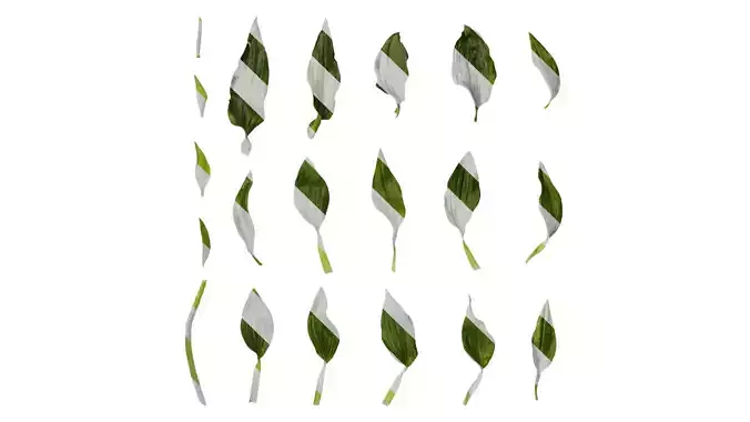 Anydrafts Alstroemeria hybrida Leaf 01 Texture Anydrafts Alstroemeria hybrida Leaf 01 Texture