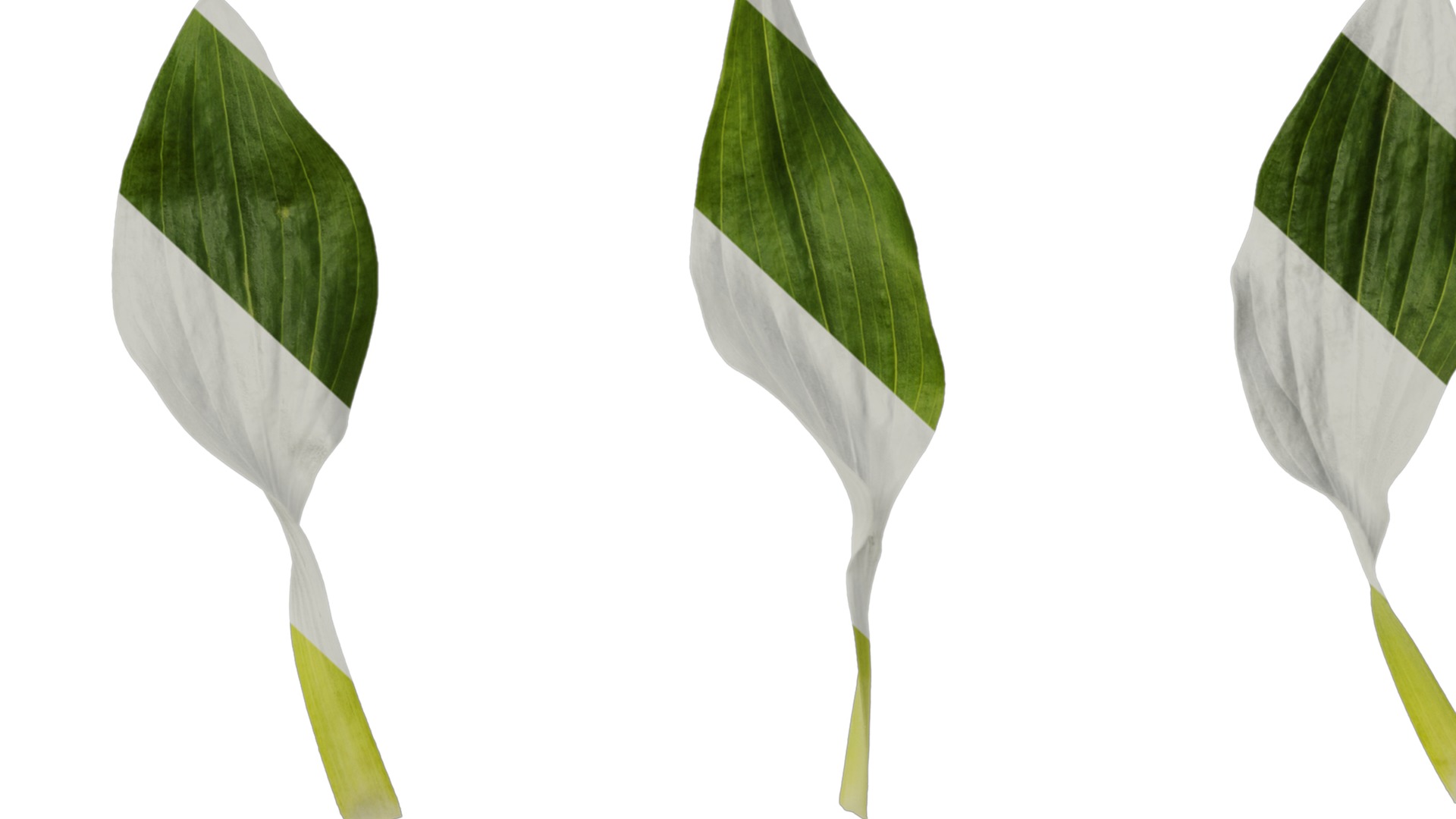 Anydrafts Alstroemeria hybrida Leaf 01 Texture_7