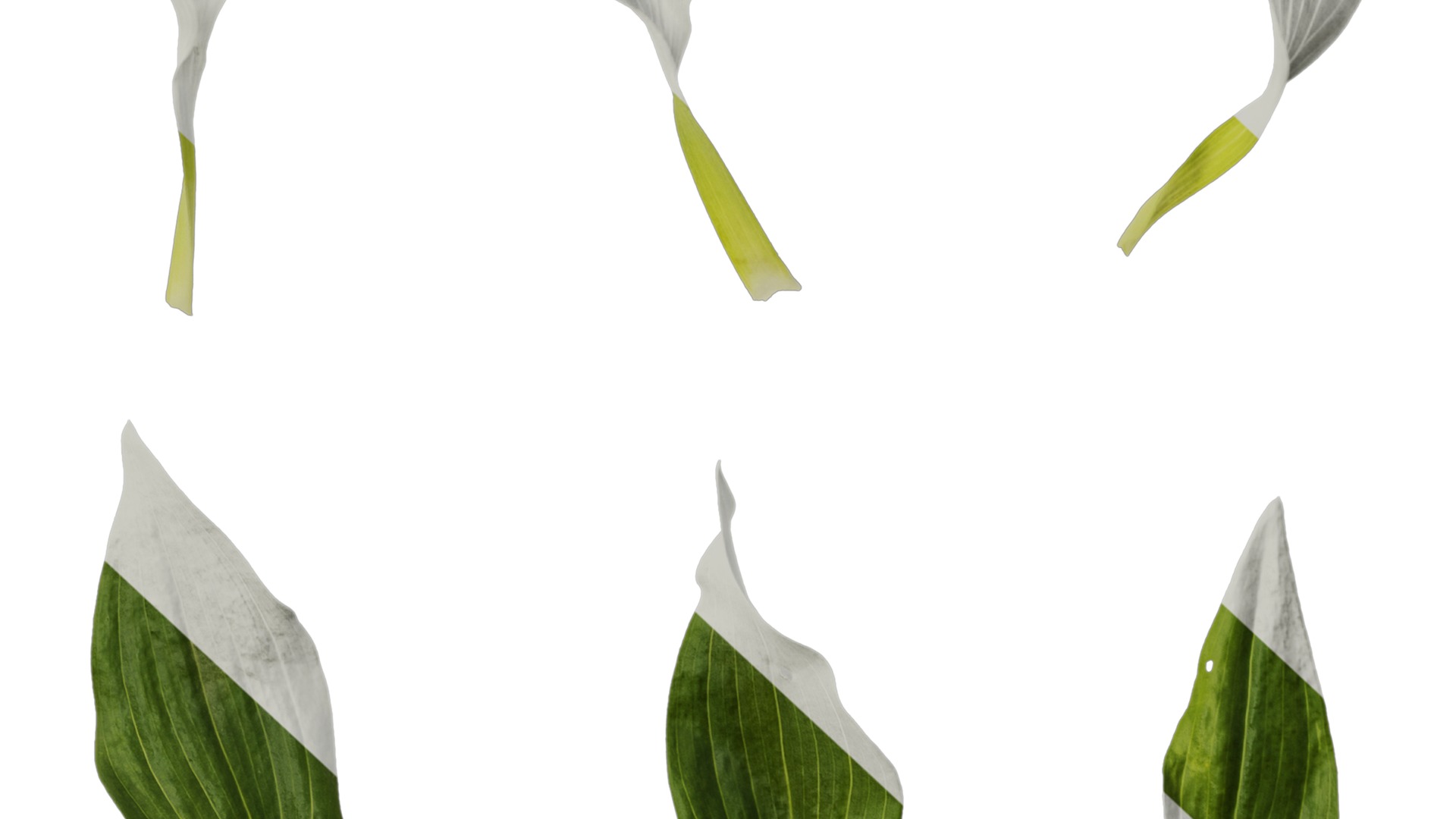 Anydrafts Alstroemeria hybrida Leaf 01 Texture_6