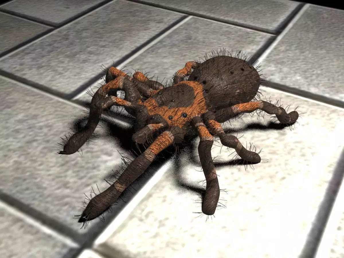 Realistic crawling tarantula 3D model_0