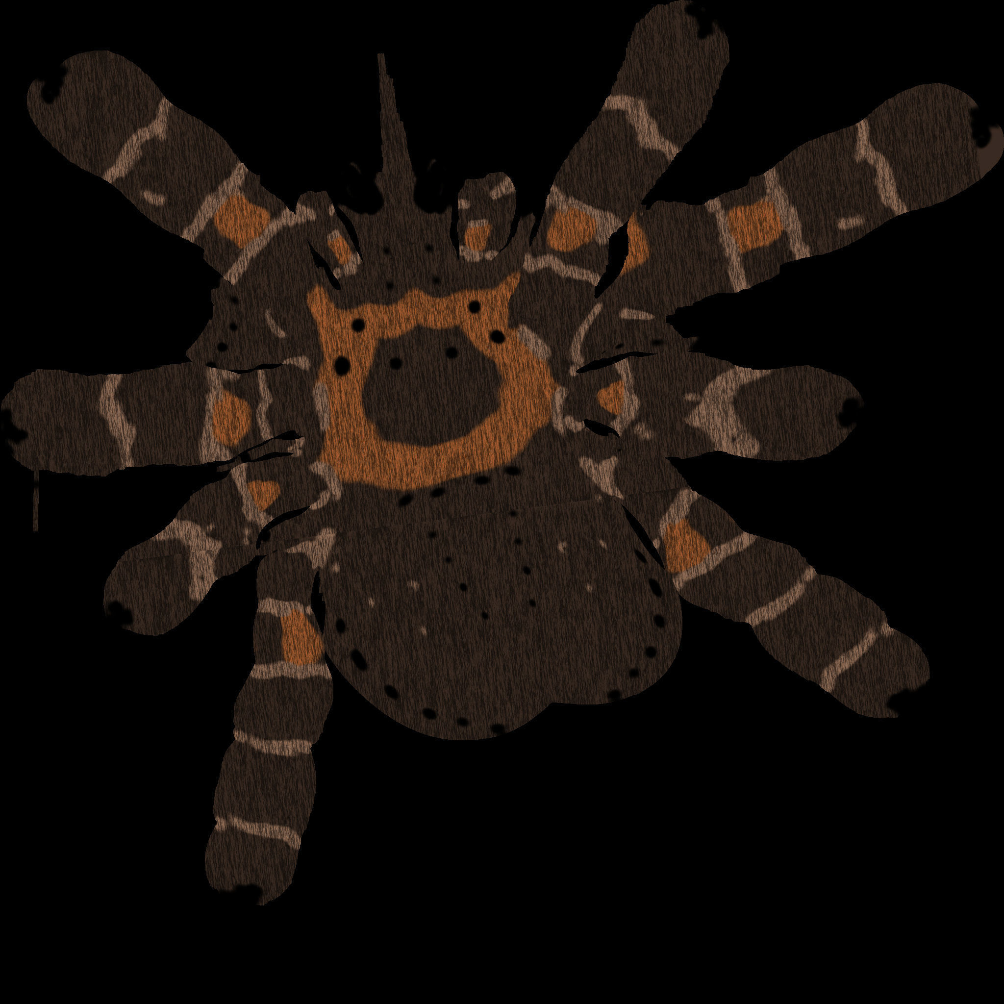 Realistic crawling tarantula 3D model_7