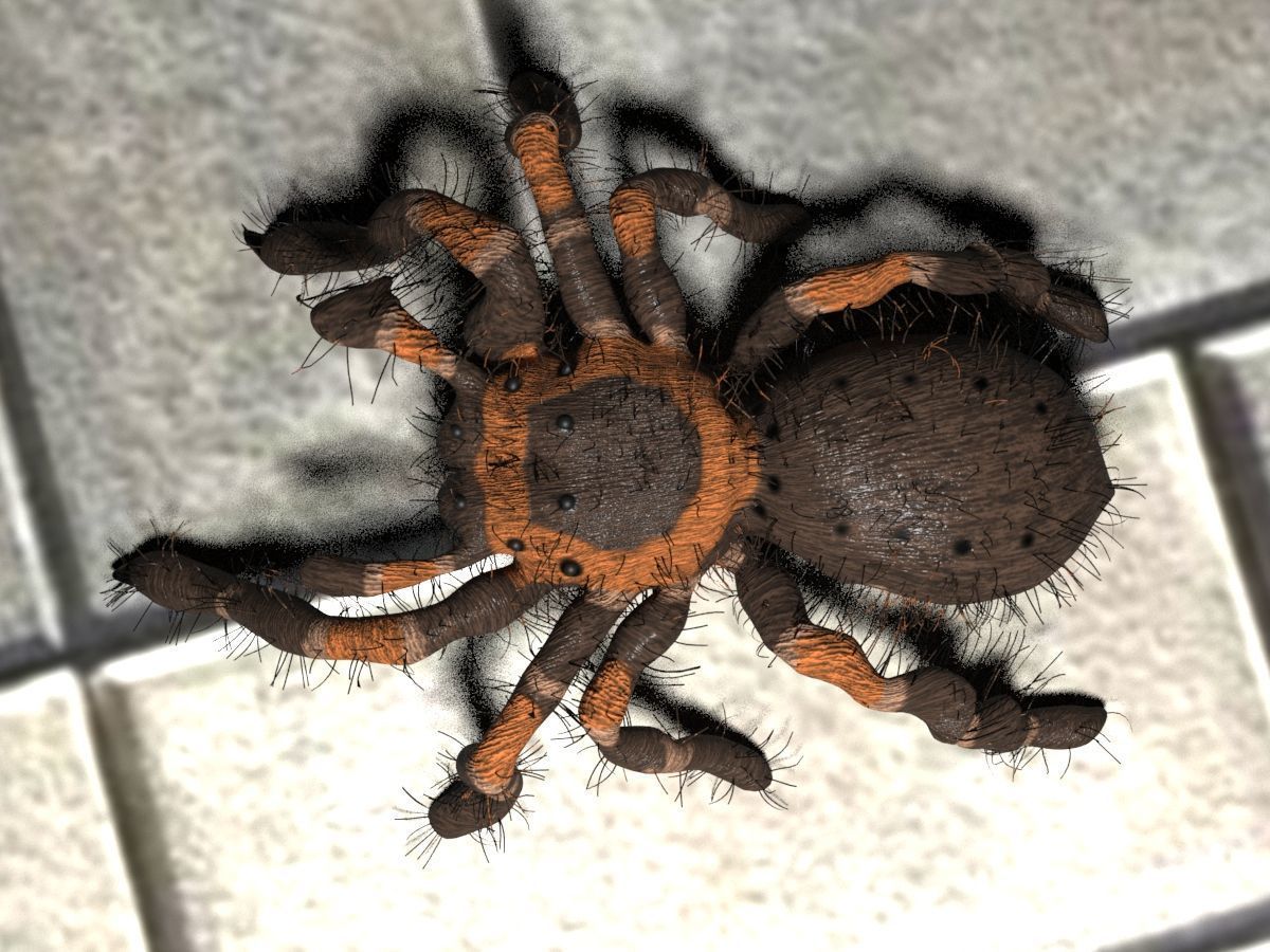 Realistic crawling tarantula 3D model_3