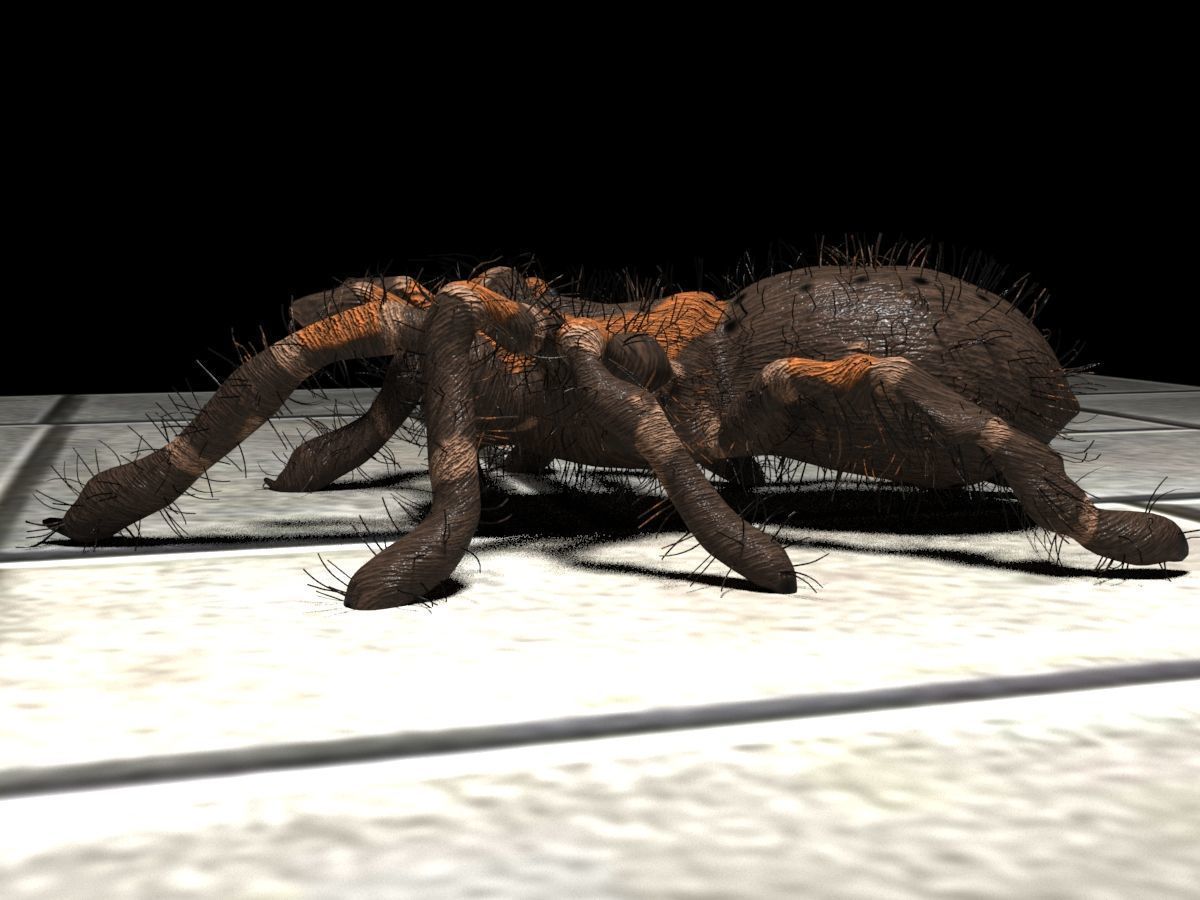 Realistic crawling tarantula 3D model_6