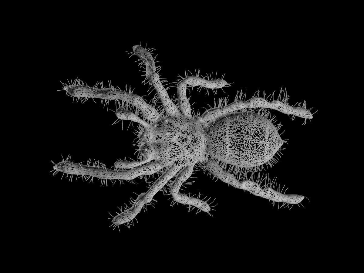 Realistic crawling tarantula 3D model_8