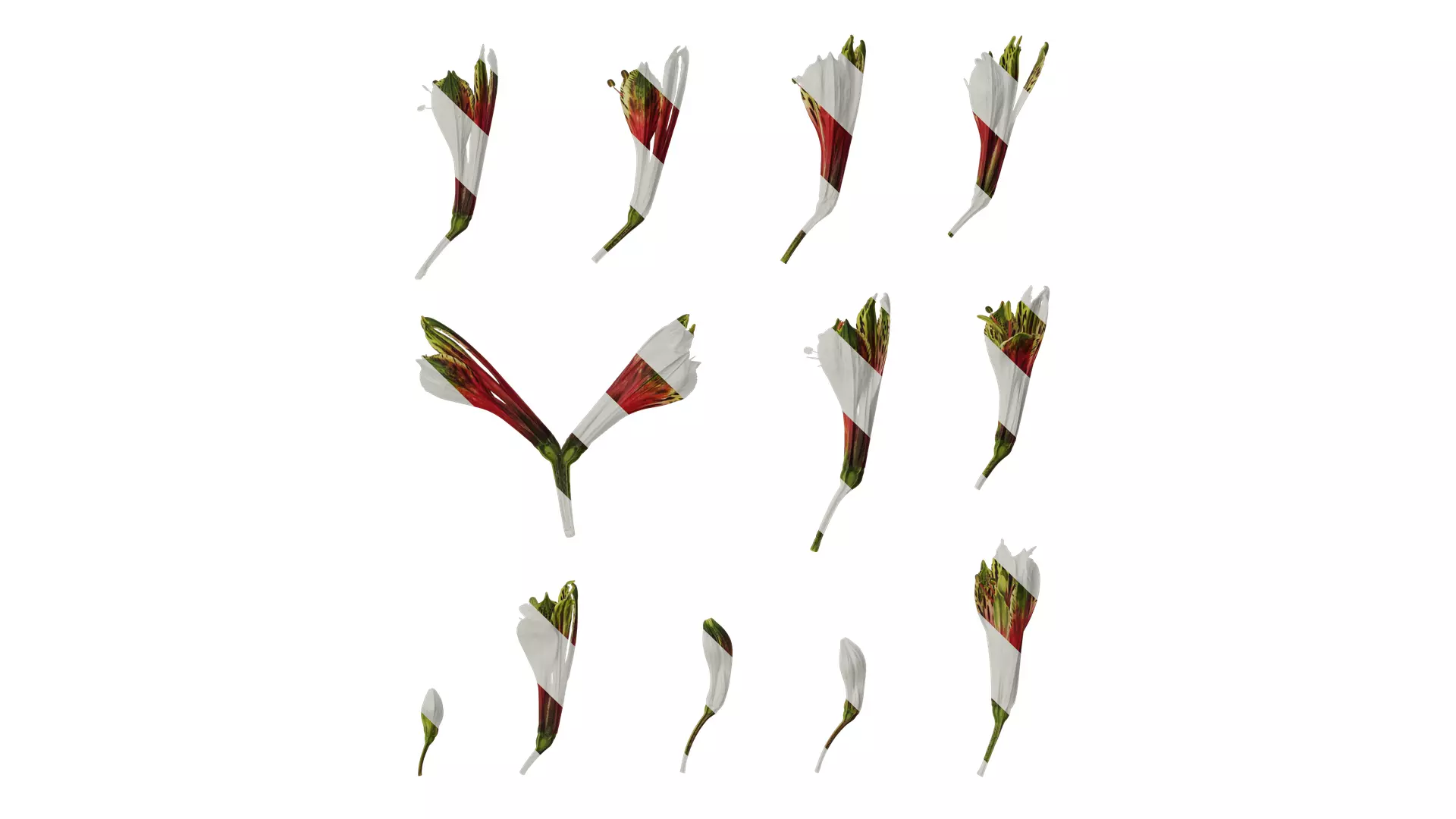 Anydrafts Alstroemeria psittacina Flower 01 Texture_0