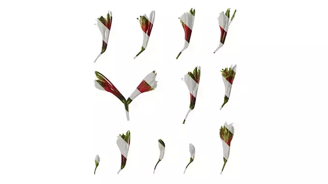 Anydrafts Alstroemeria psittacina Flower 01