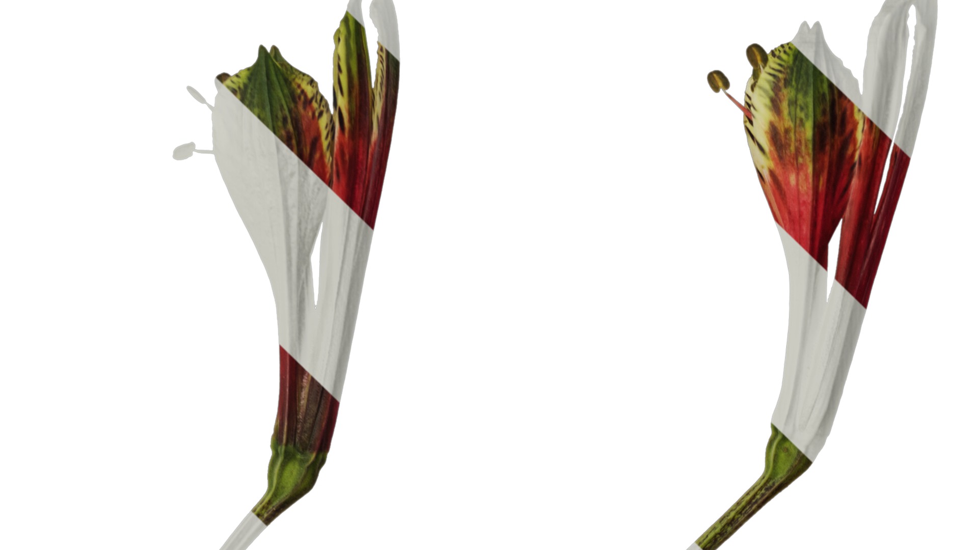 Anydrafts Alstroemeria psittacina Flower 01 Texture_1