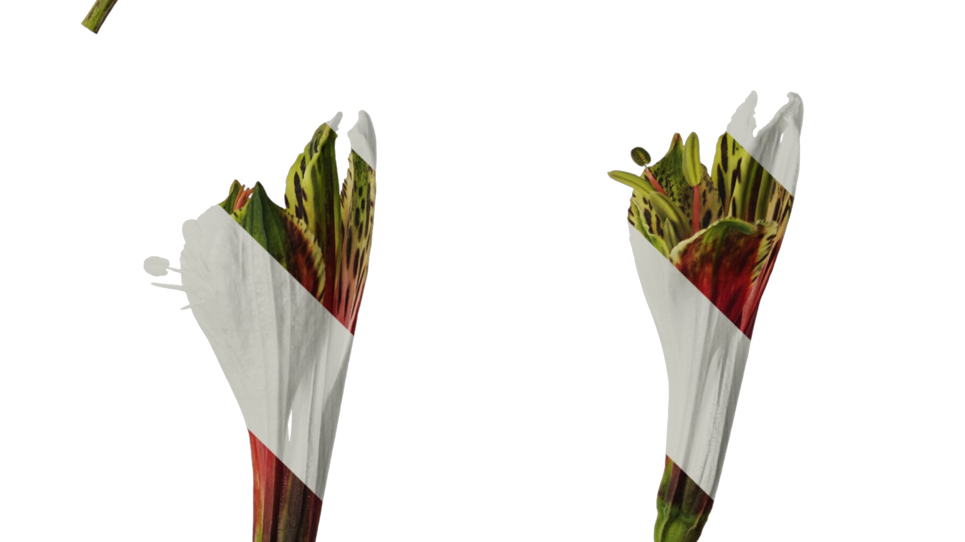 Anydrafts Alstroemeria psittacina Flower 01 Texture_4