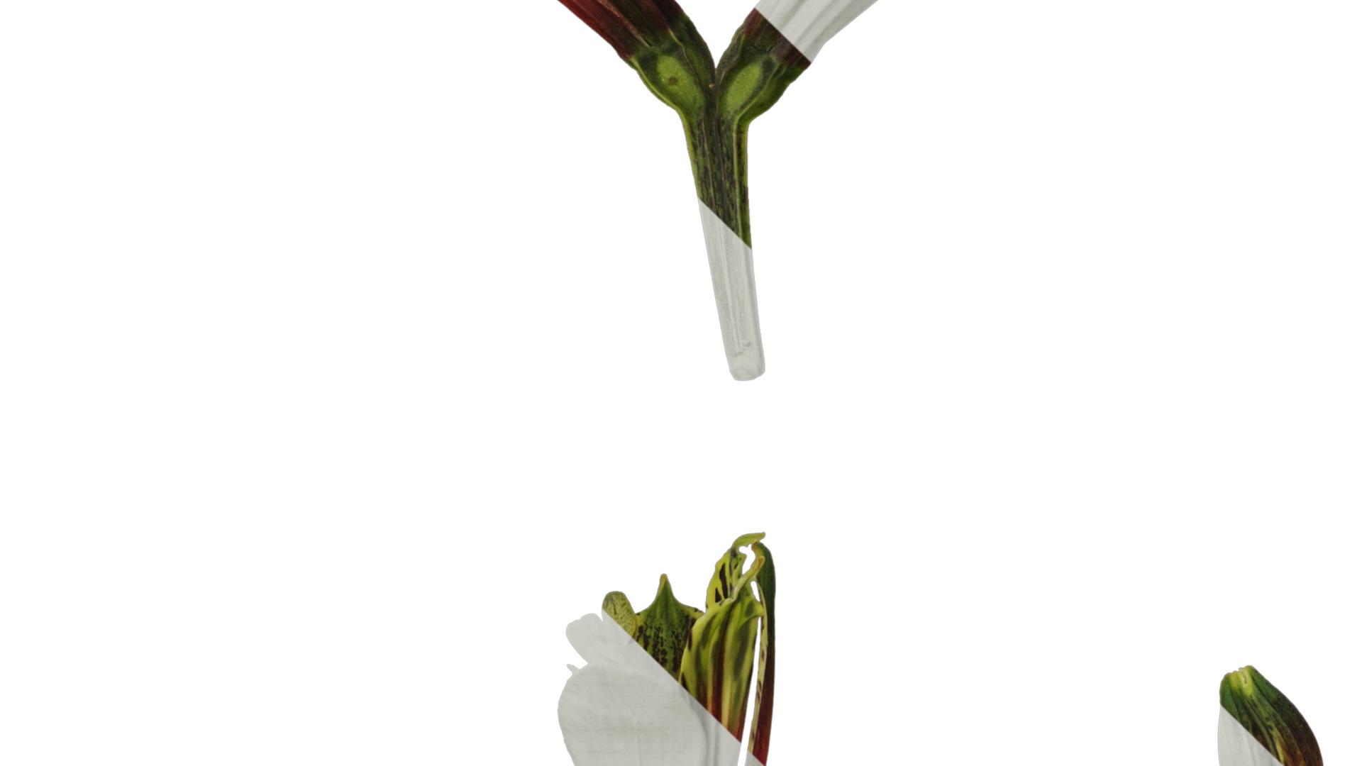 Anydrafts Alstroemeria psittacina Flower 01 Texture_5