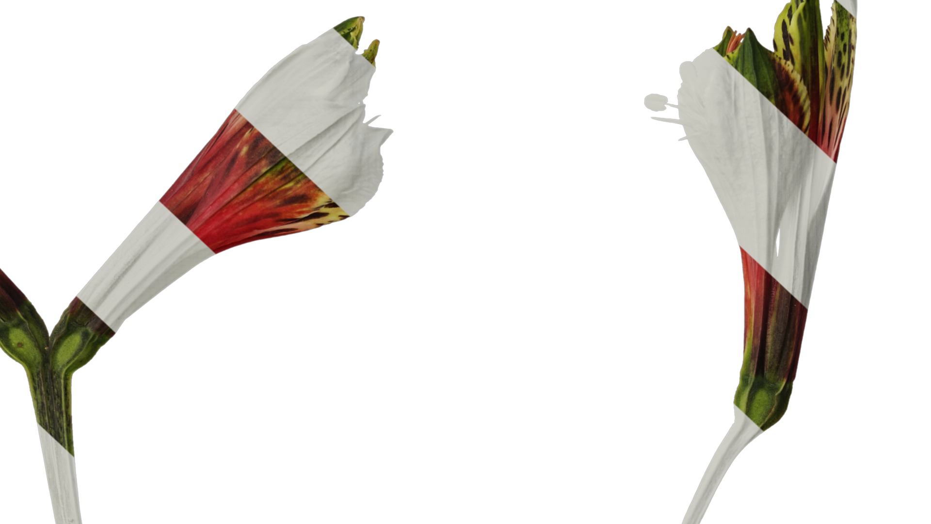 Anydrafts Alstroemeria psittacina Flower 01 Texture_7