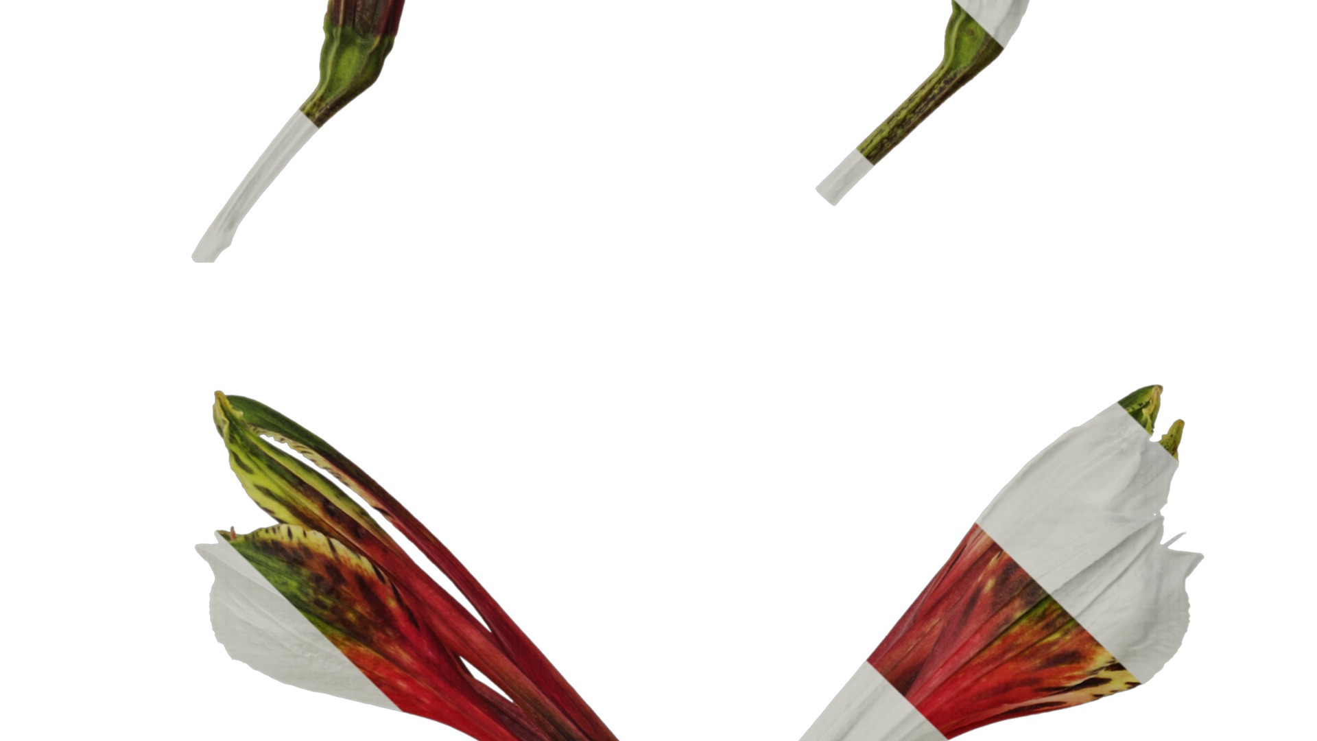 Anydrafts Alstroemeria psittacina Flower 01 Texture_3