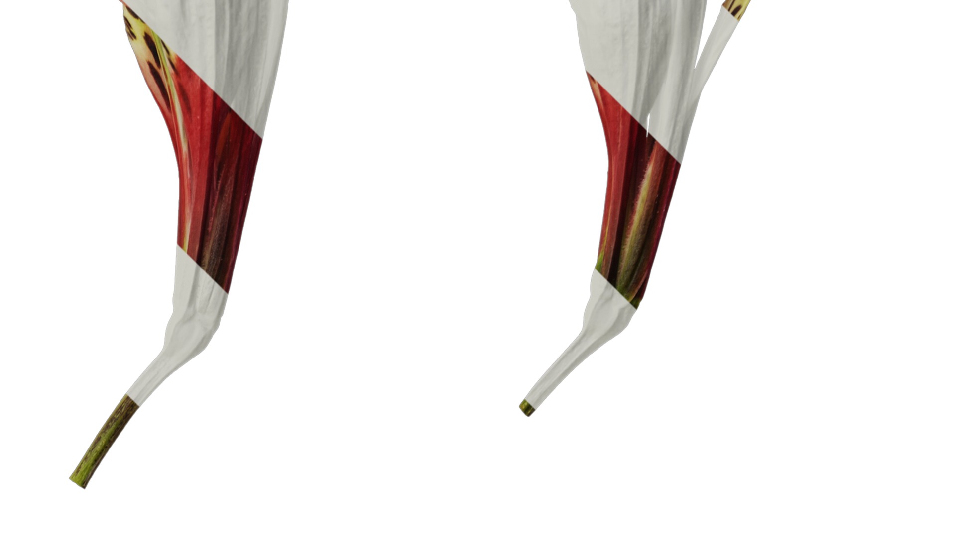 Anydrafts Alstroemeria psittacina Flower 01 Texture_2