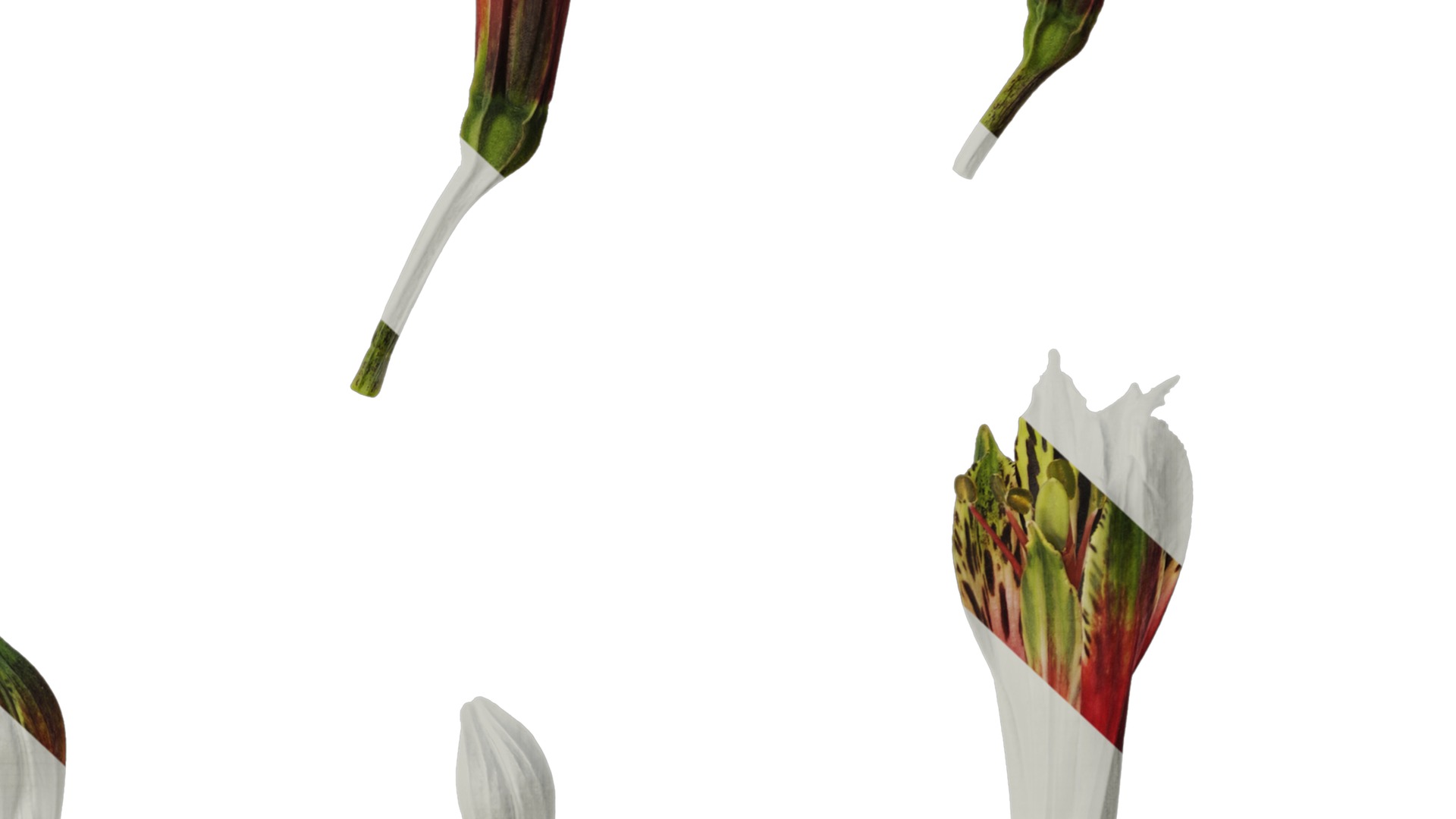 Anydrafts Alstroemeria psittacina Flower 01 Texture_6