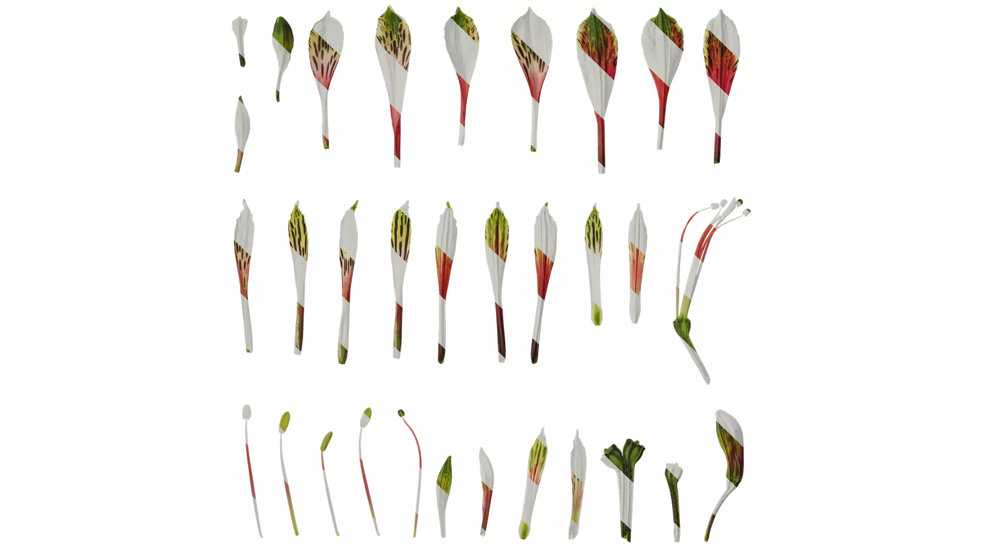 Anydrafts Alstroemeria psittacina Flower 02 Texture