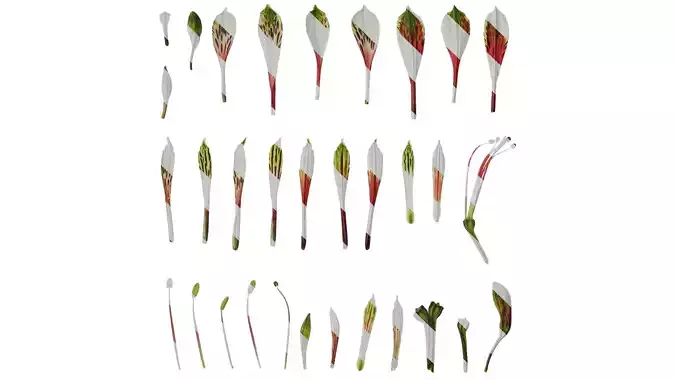 Anydrafts Alstroemeria psittacina Flower 02