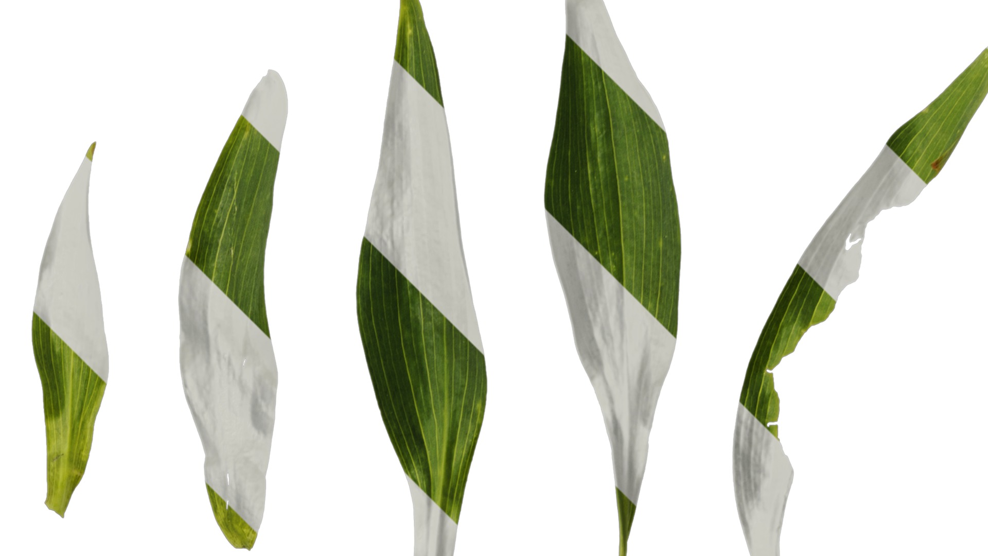 Anydrafts Alstroemeria psittacina Leaf 01 Texture_2