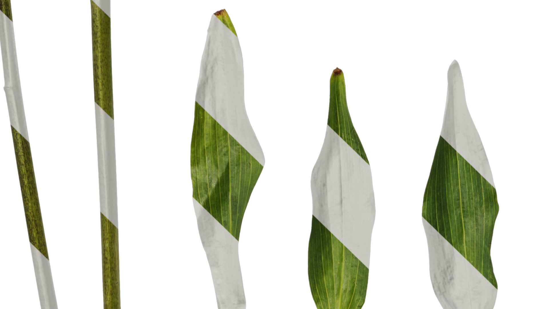 Anydrafts Alstroemeria psittacina Leaf 01 Texture_5