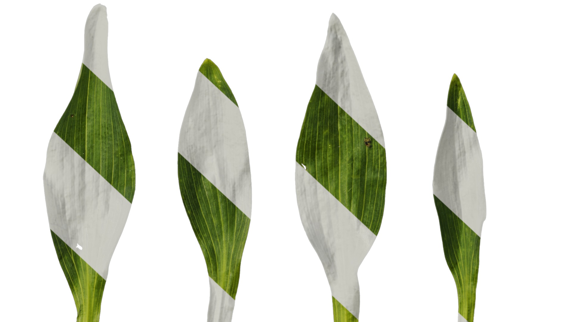 Anydrafts Alstroemeria psittacina Leaf 01 Texture_6