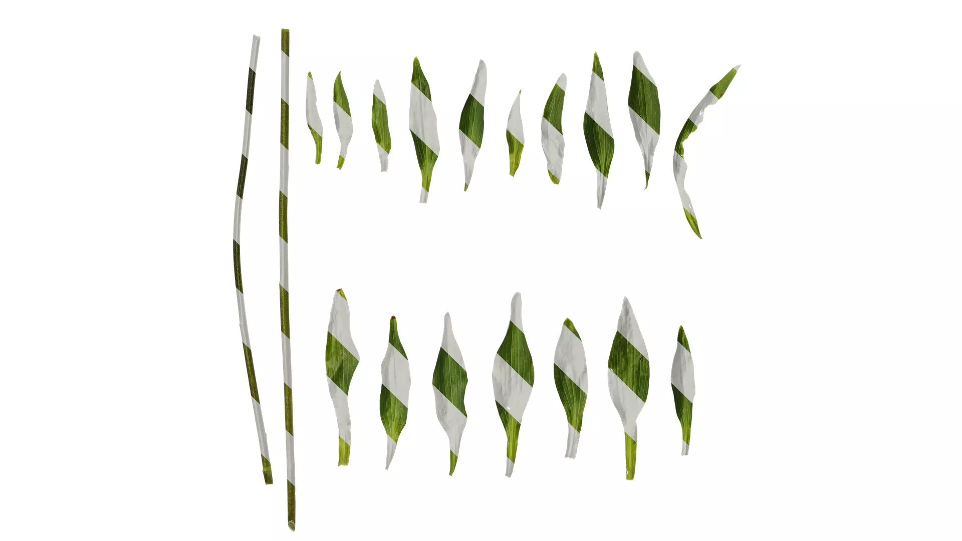 Anydrafts Alstroemeria psittacina Leaf 01 Texture_0