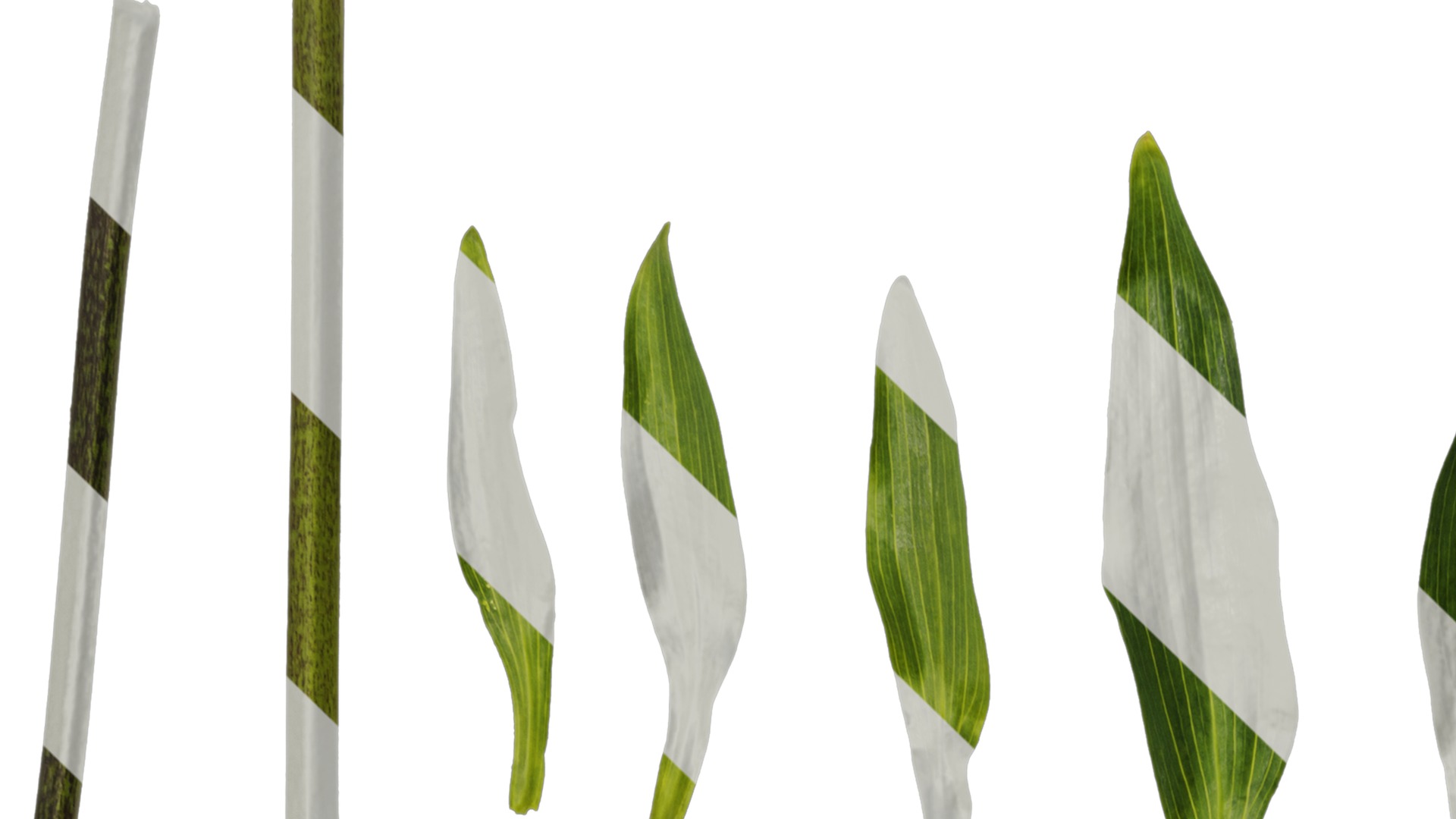 Anydrafts Alstroemeria psittacina Leaf 01 Texture_1