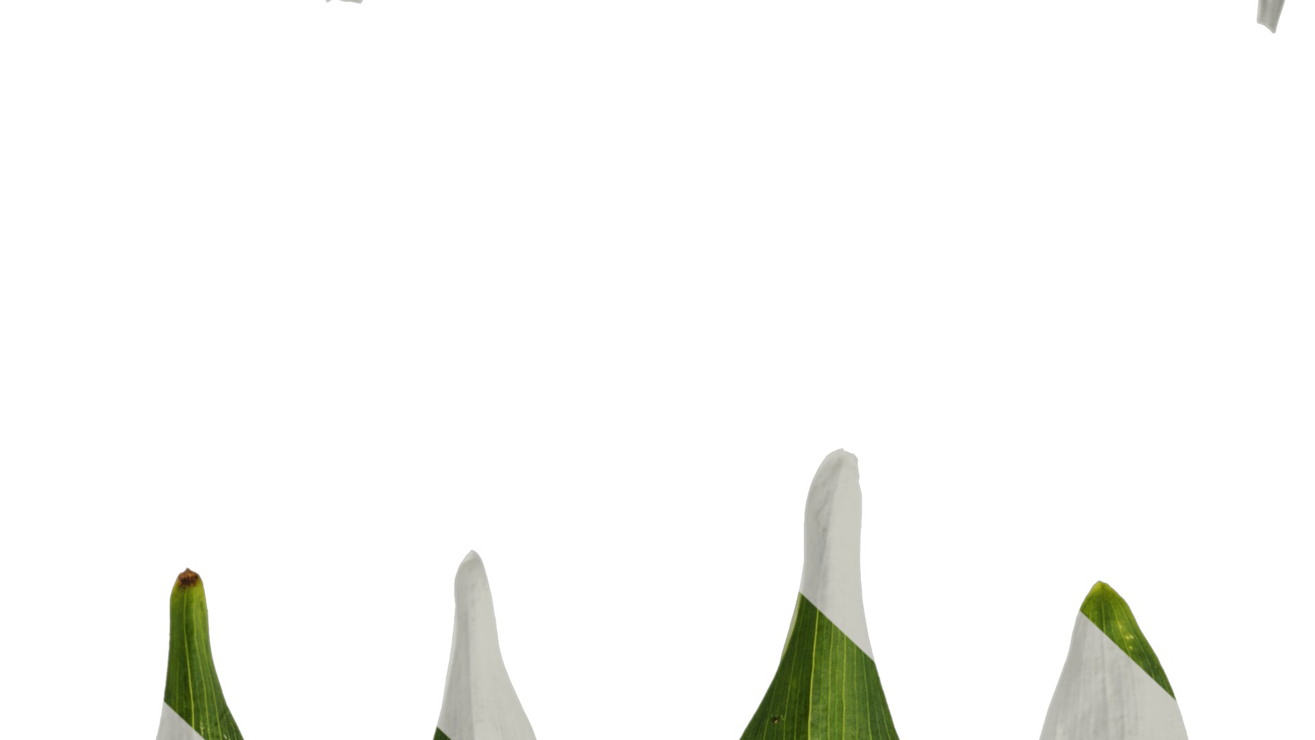 Anydrafts Alstroemeria psittacina Leaf 01 Texture_7