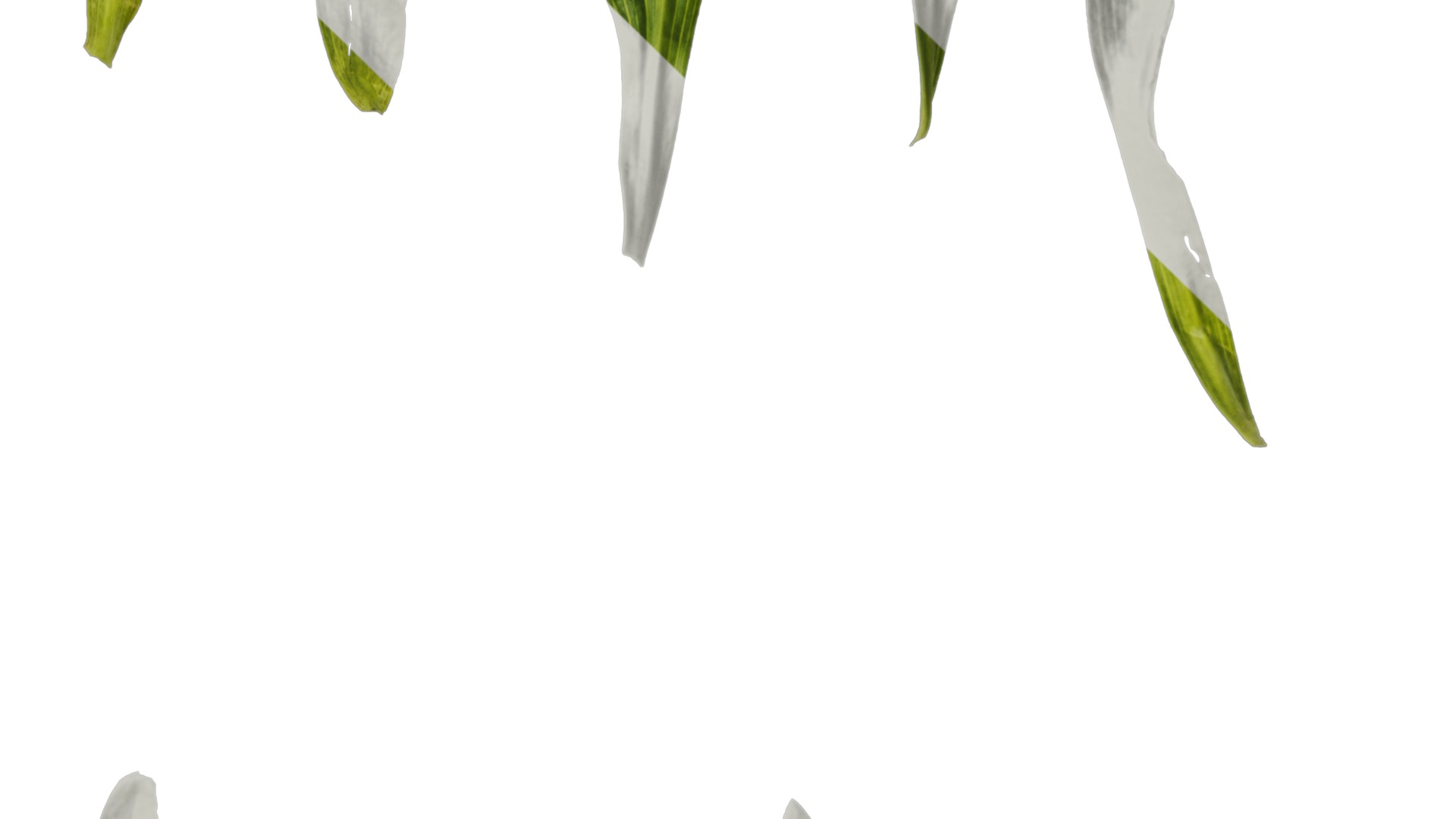 Anydrafts Alstroemeria psittacina Leaf 01 Texture_4