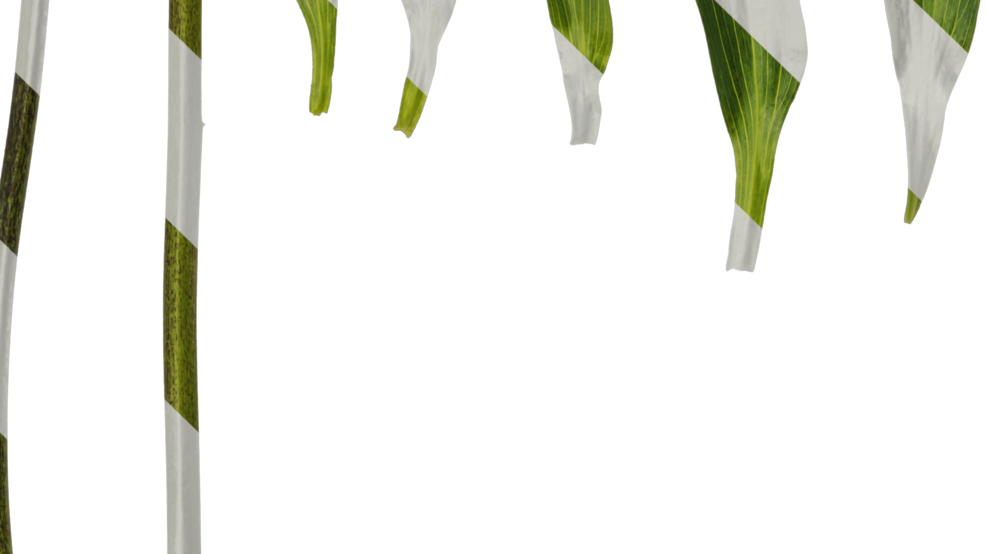 Anydrafts Alstroemeria psittacina Leaf 01 Texture_3