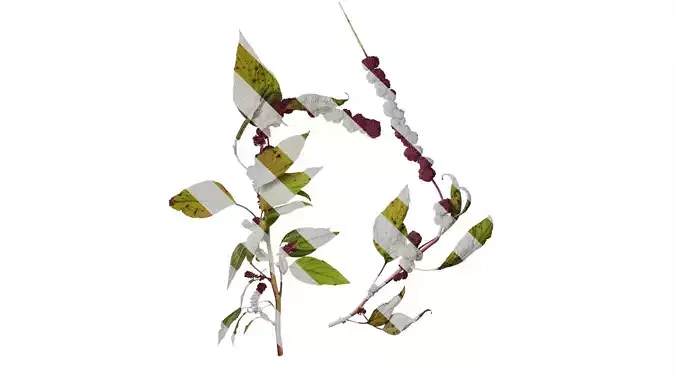 Anydrafts Amaranthus caudatus Atlas 01 Texture