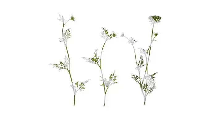 Anydrafts Ammi black knight Atlas 01