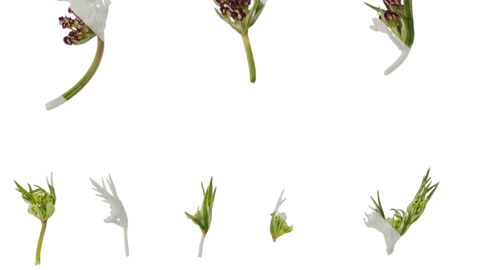 Anydrafts Ammi black knight Atlas 02 Texture_2