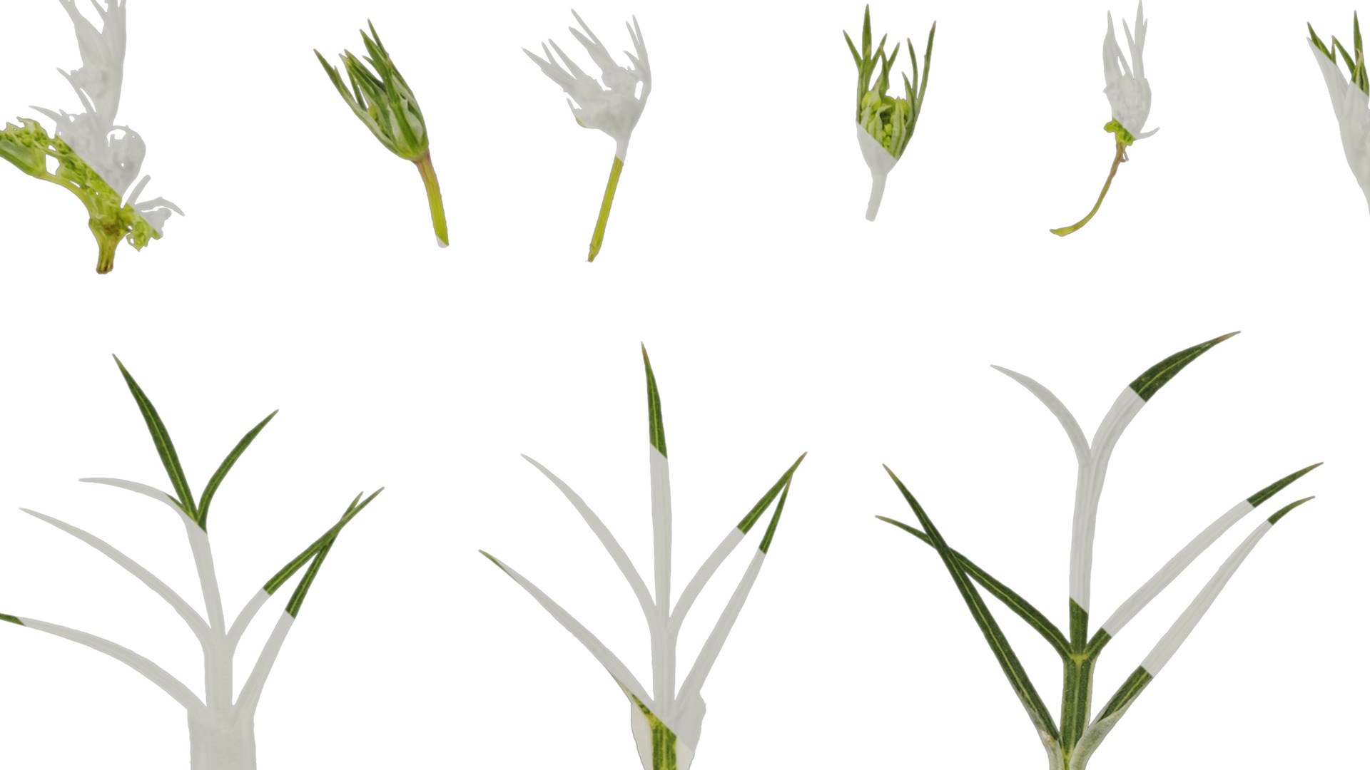 Anydrafts Ammi black knight Atlas 02 Texture_3