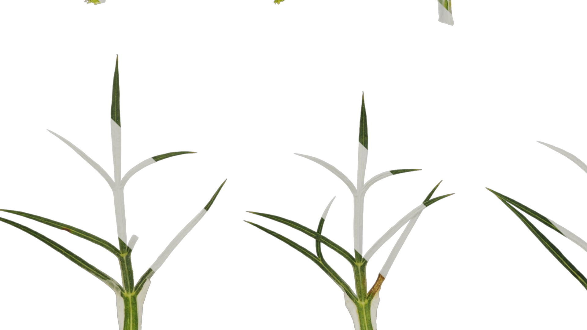 Anydrafts Ammi black knight Atlas 02 Texture_5