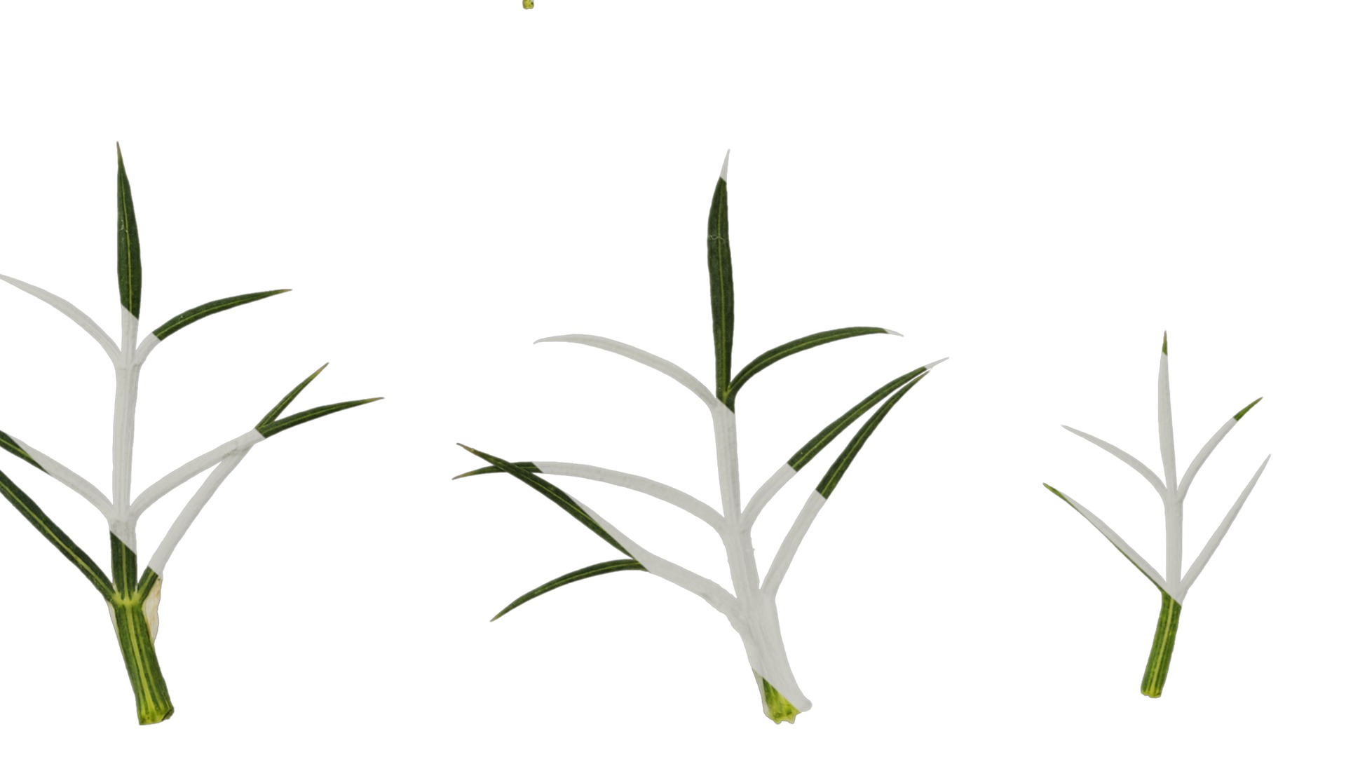 Anydrafts Ammi black knight Atlas 02 Texture_6