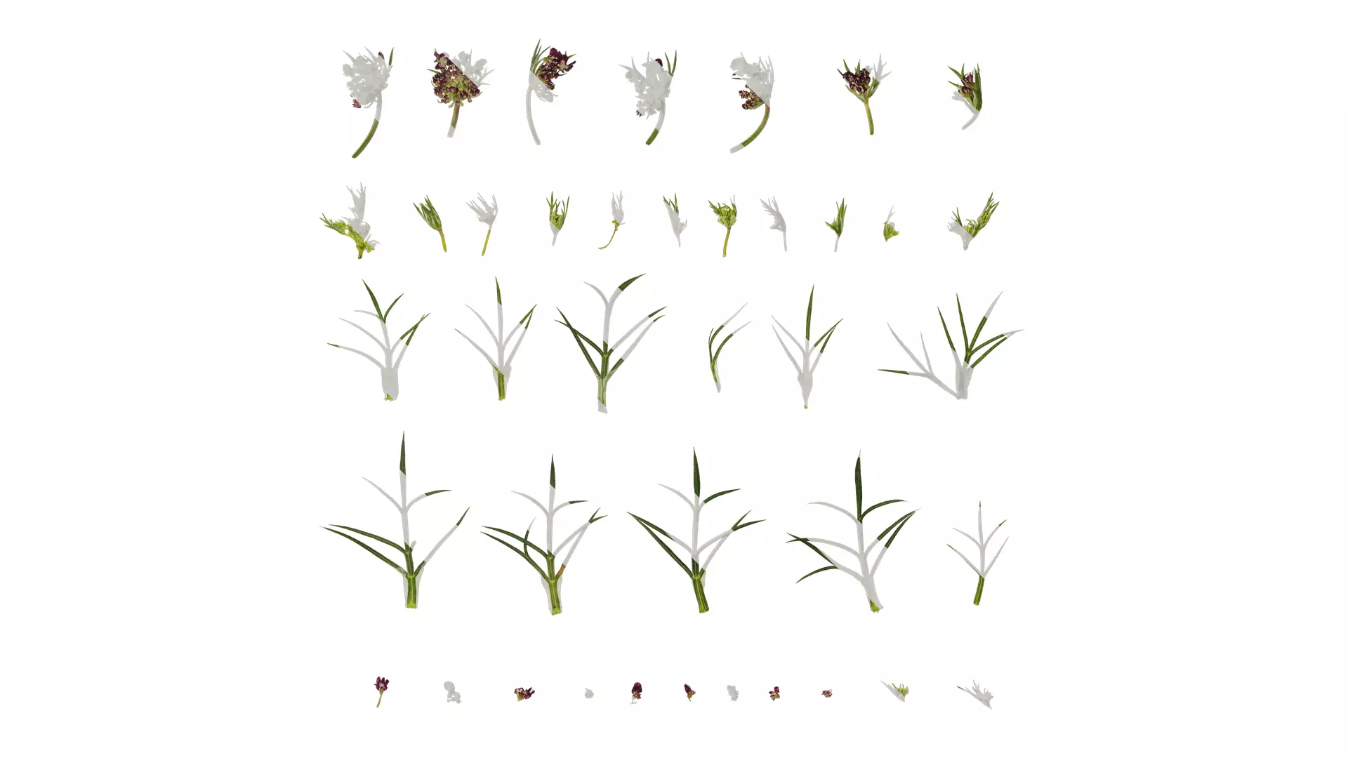 Anydrafts Ammi black knight Atlas 02 Texture_0