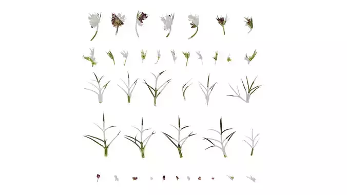 Anydrafts Ammi black knight Atlas 02