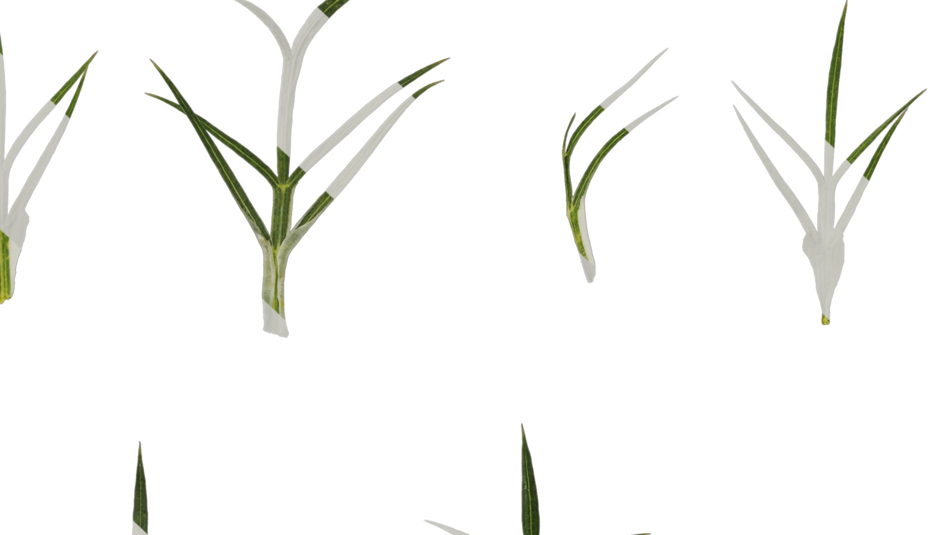 Anydrafts Ammi black knight Atlas 02 Texture_7