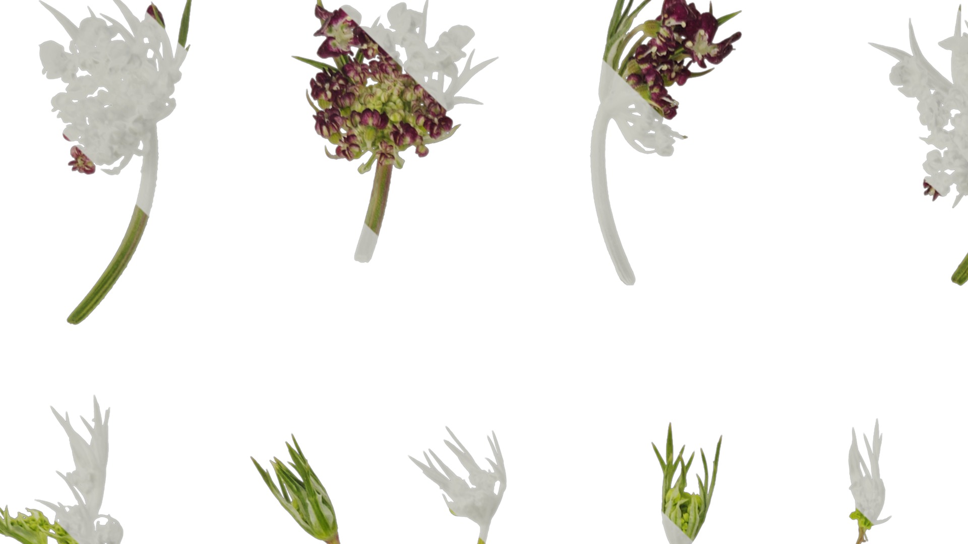 Anydrafts Ammi black knight Atlas 02 Texture_1