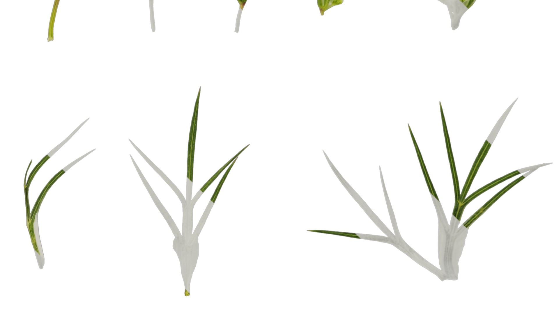 Anydrafts Ammi black knight Atlas 02 Texture_4