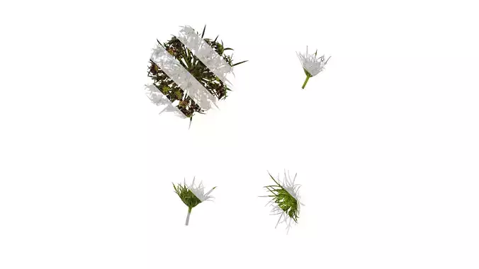 Anydrafts Ammi black knight Flower 01