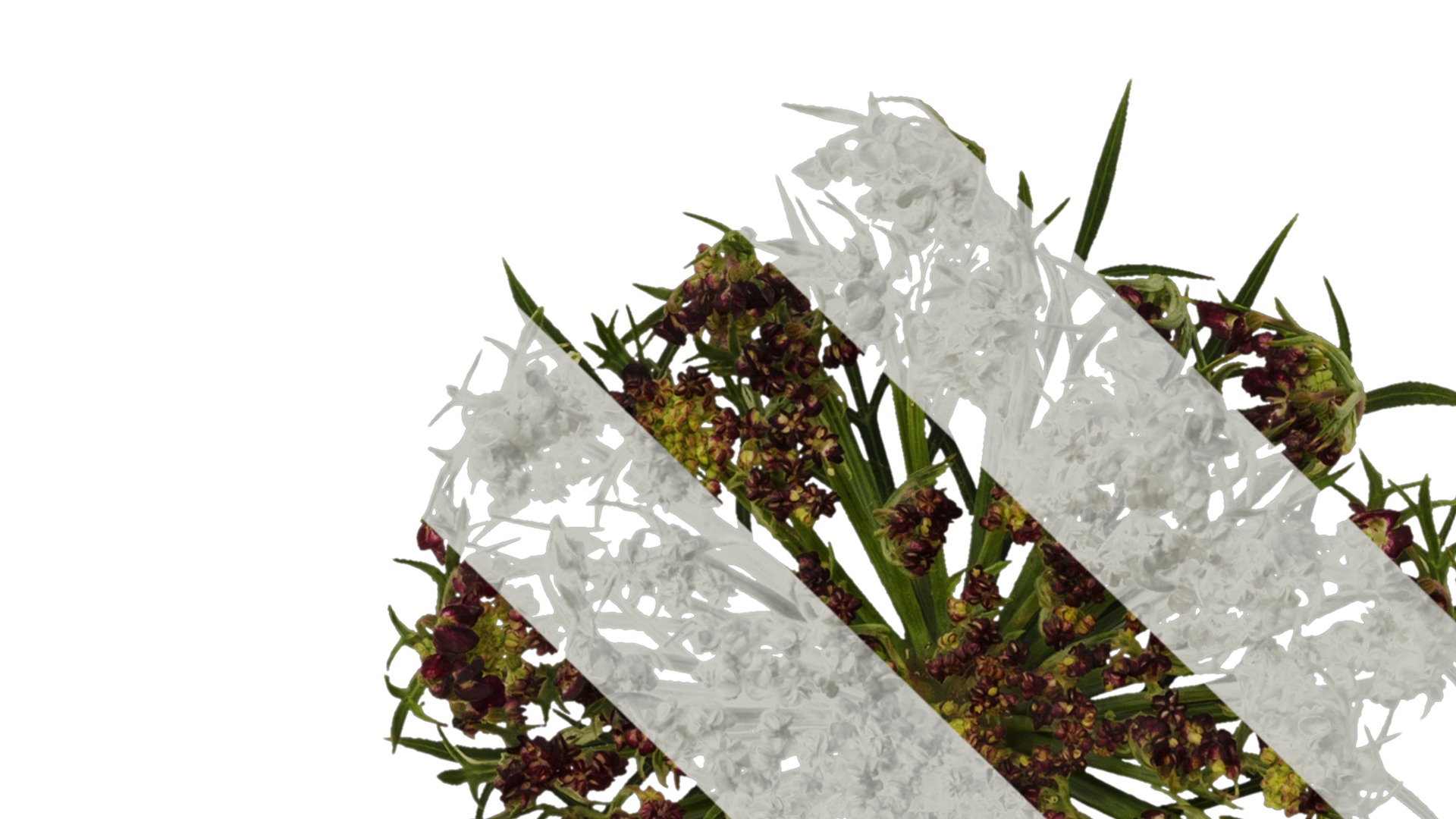 Anydrafts Ammi black knight Flower 01 Texture_1