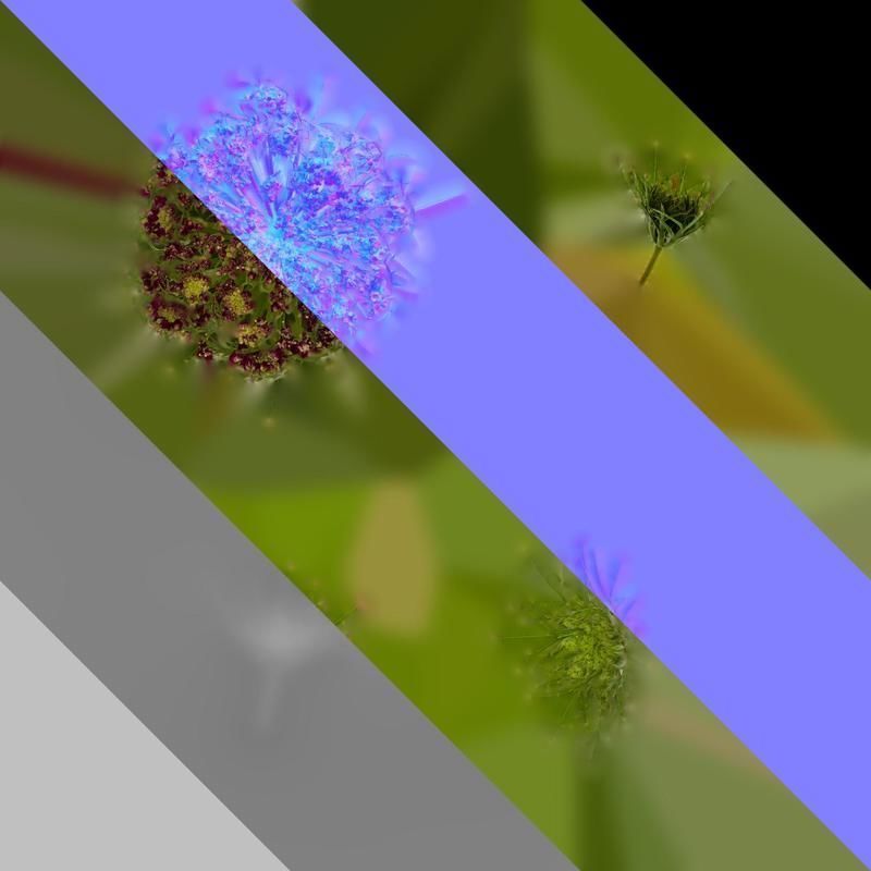 Anydrafts Ammi black knight Flower 01 Texture_8