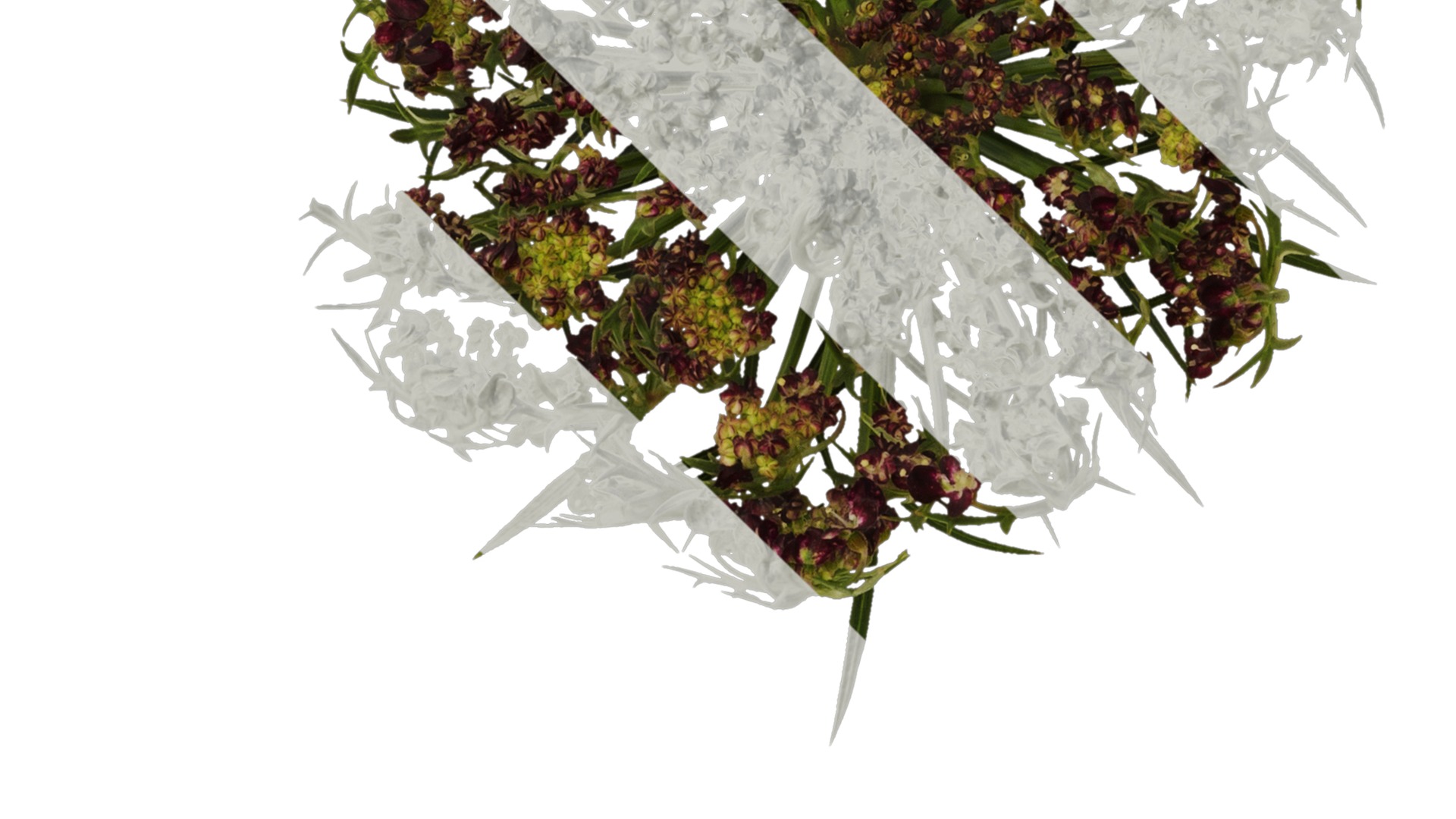 Anydrafts Ammi black knight Flower 01 Texture_3