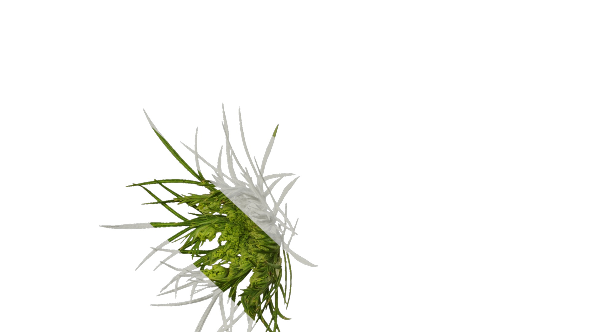 Anydrafts Ammi black knight Flower 01 Texture_6