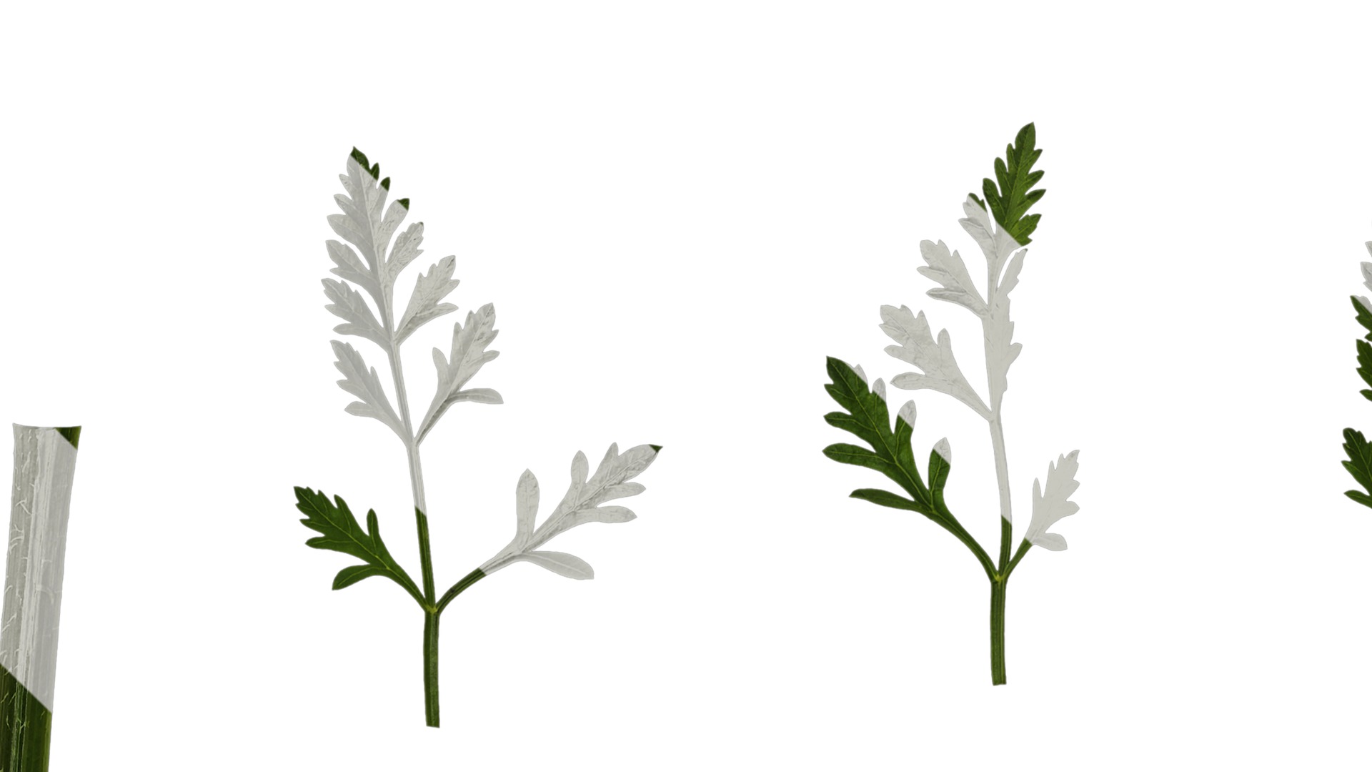 Anydrafts Ammi black knight Leaf 01 Texture_1