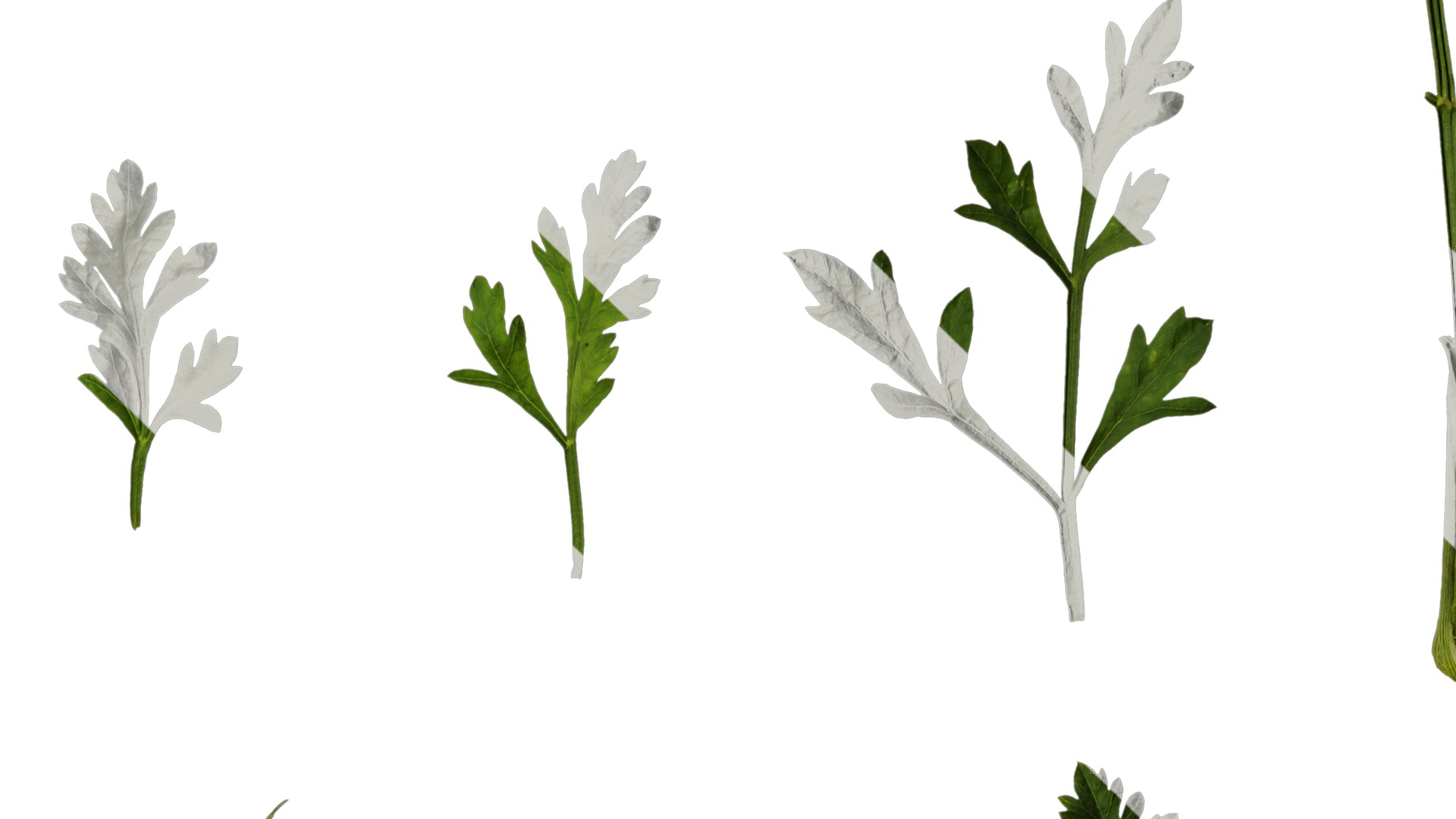 Anydrafts Ammi black knight Leaf 01 Texture_4